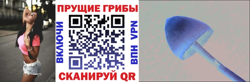 Галлюциногенные грибы Psilocybe Кулебаки