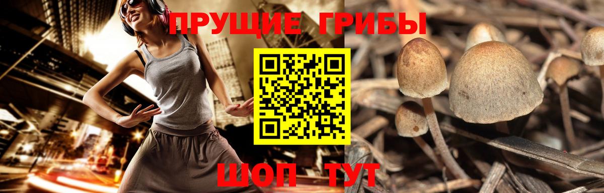 Псилоцибиновые грибы Psilocybe  Вход с VPN  Кулебаки  Галлюциногенные грибы GOLDEN TEACHER 